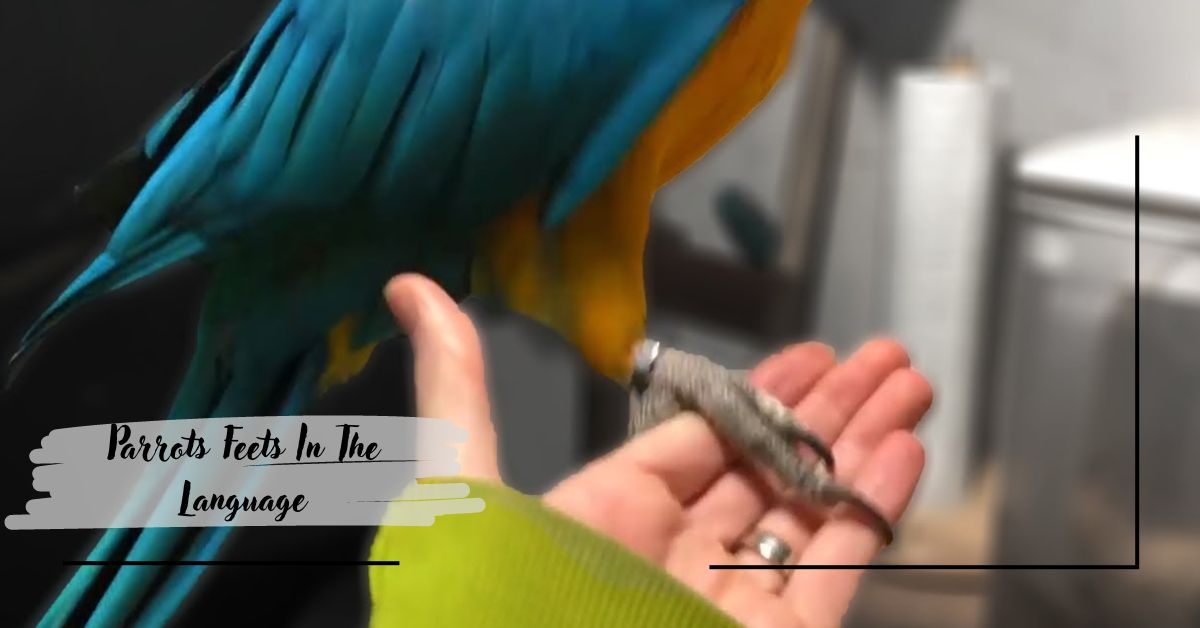 Parrots Feets In The Language