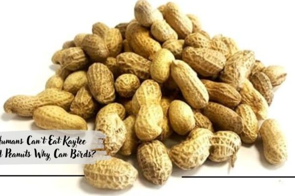 If Humans Can't Eat Kaytee Shelled Peanuts Why Can