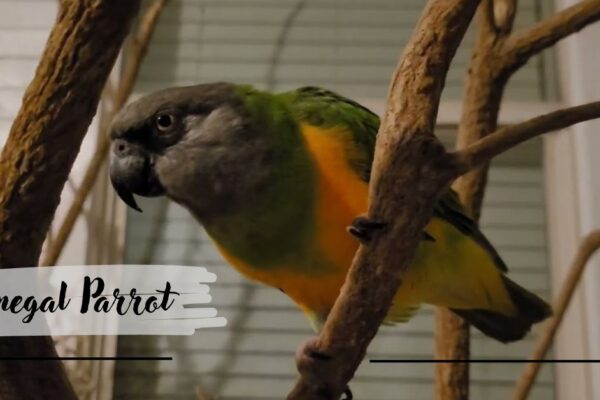 Senegal Parrot