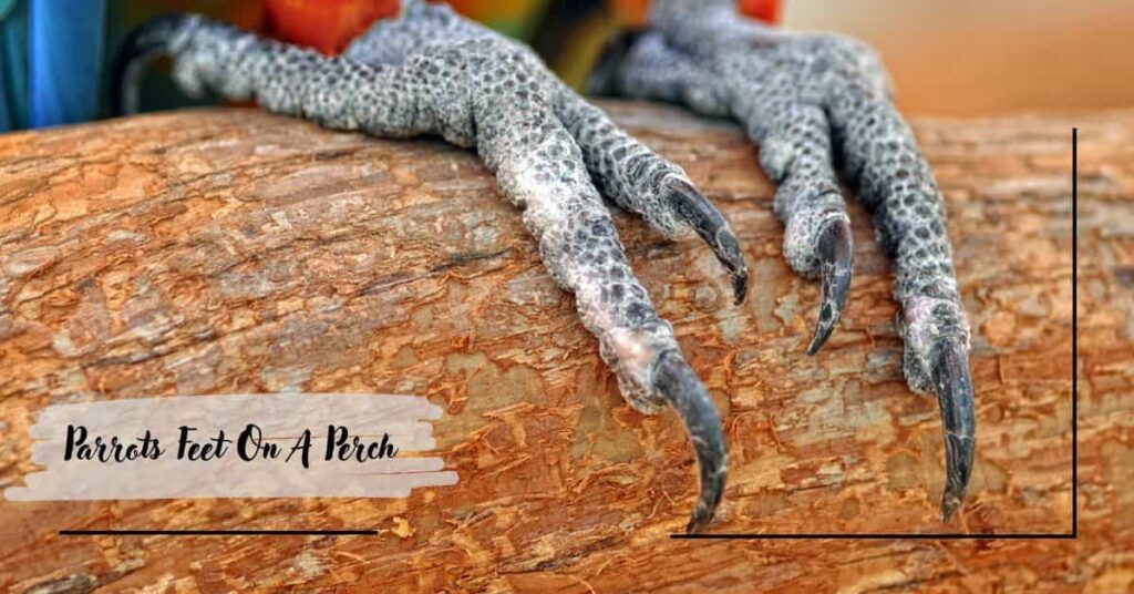 Parrots Feet On A Perch