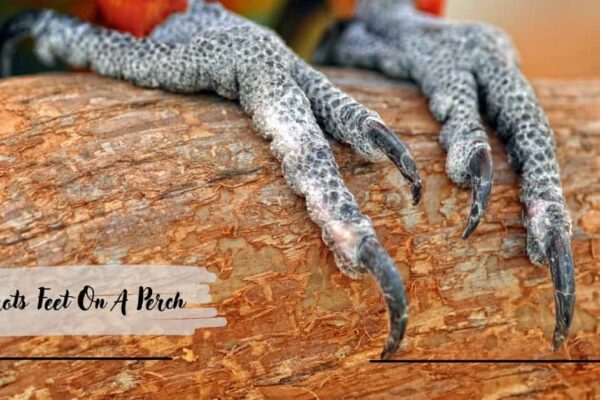 Parrots Feet On A Perch