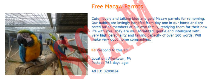 Parrot Scams Pictures