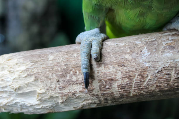 Parrots Feet On A Perch