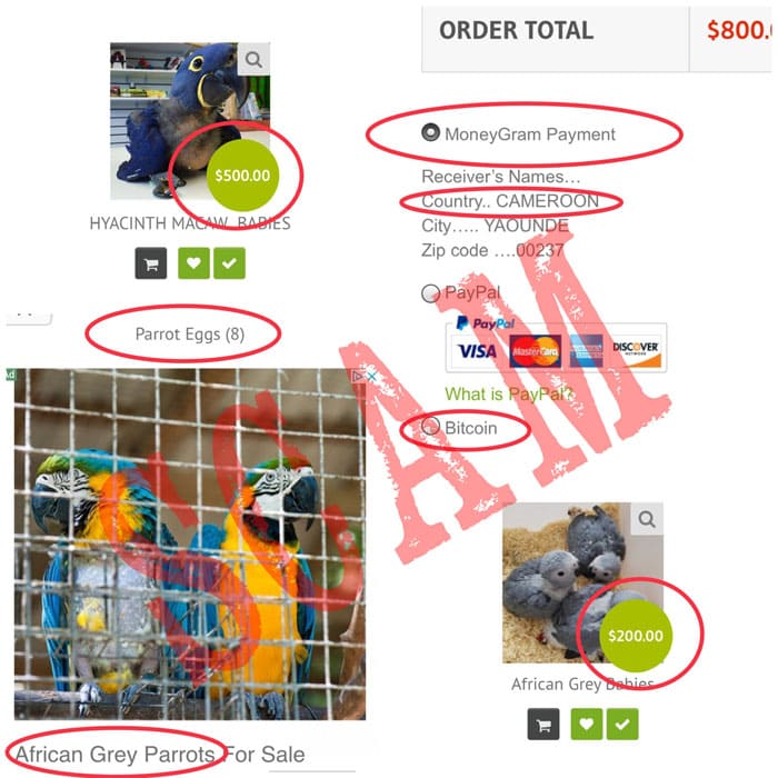 Parrot Scams Pictures