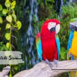 African Exotic Birds Scam