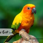 Sun Conure Cost