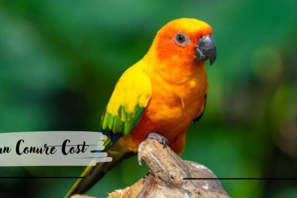 Sun Conure Cost