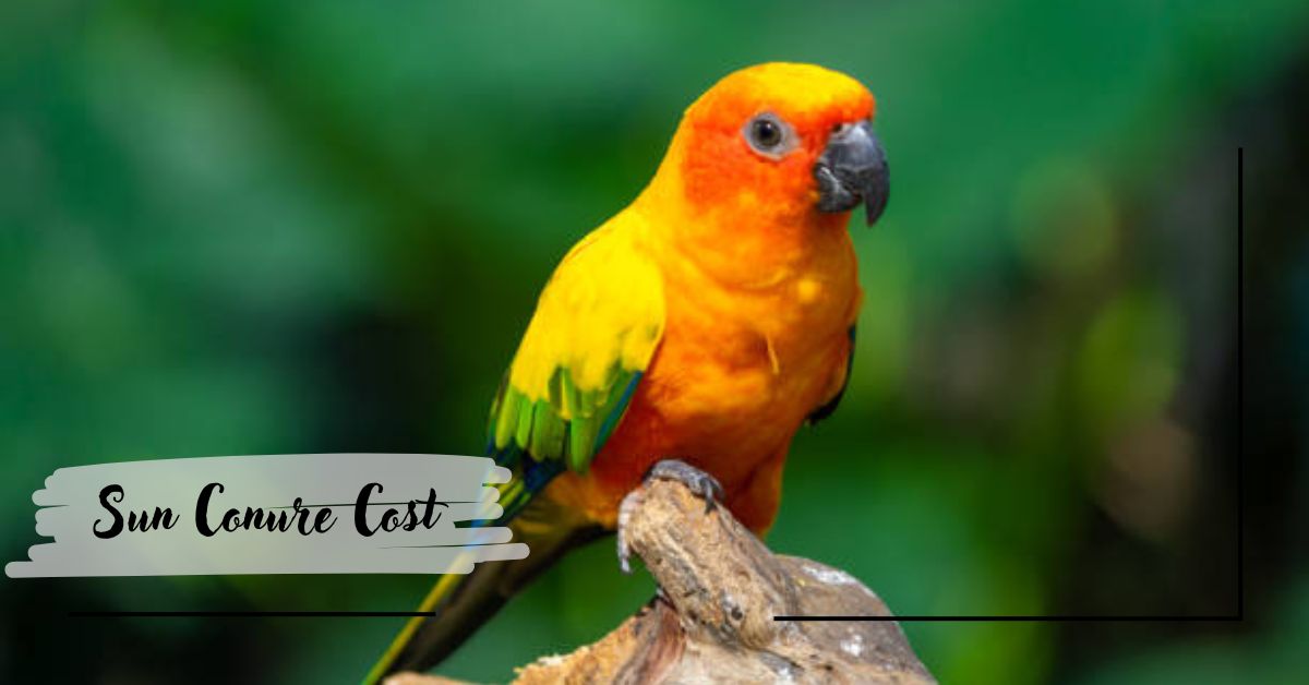 Sun Conure Cost