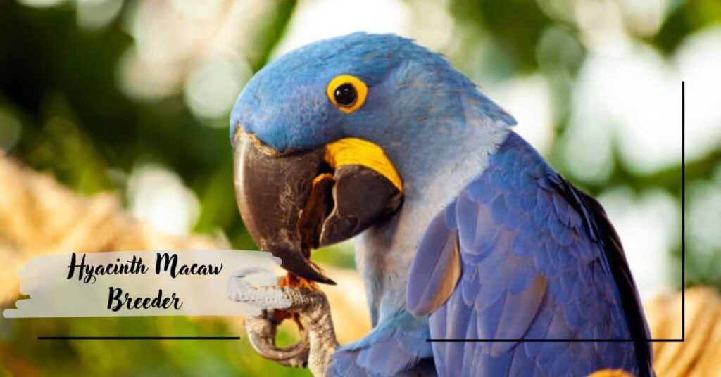 Hyacinth Macaw Breeder