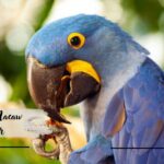 Hyacinth Macaw Breeder