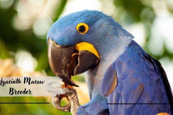 Hyacinth Macaw Breeder