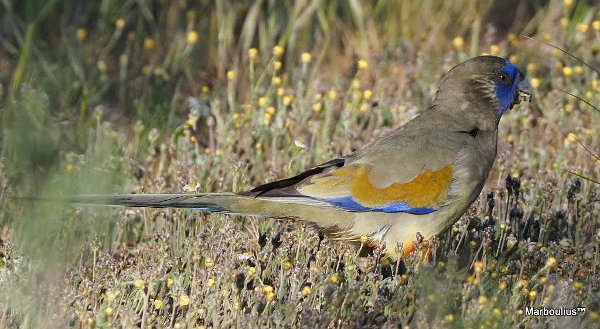 The Western Australian Blue Bonnet: A Distinct Species? 