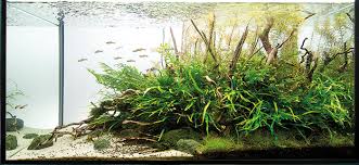 Importance of Aquascaping