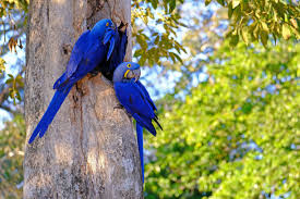 Hyacinth Macaw Breeder