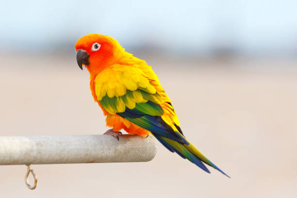 Sun Conure Cost